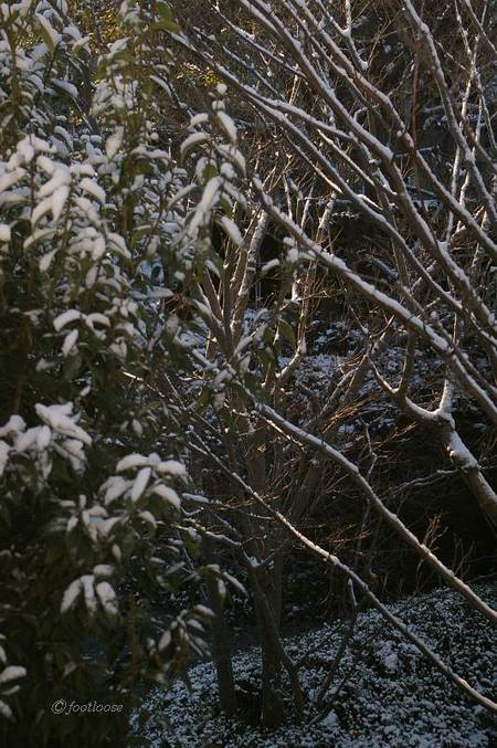 2010-12-31_011.jpg