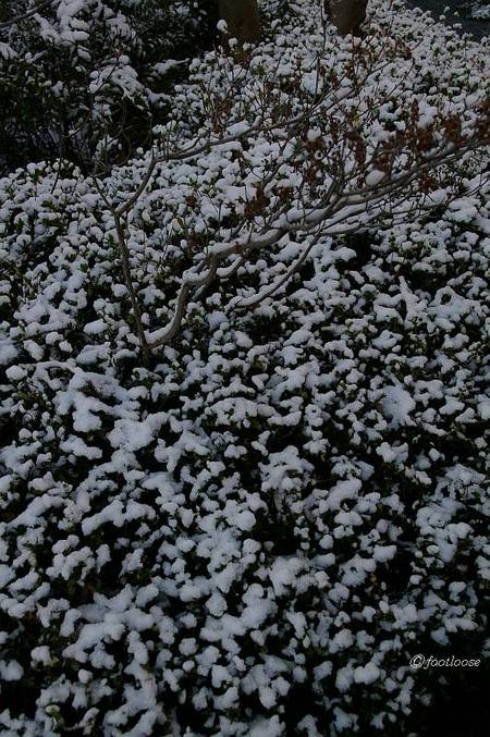 2010-12-31_018.jpg
