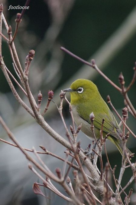 20100121_086.jpg