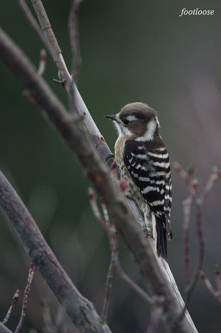 20100121_288.jpg