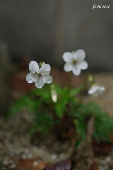 20100309_006.jpg