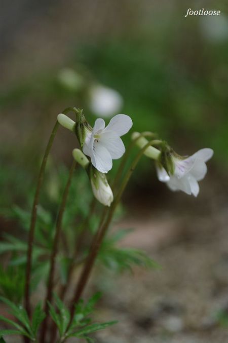 20100309_036.jpg