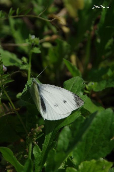 20100319_210.jpg