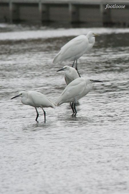 20100320_284.jpg