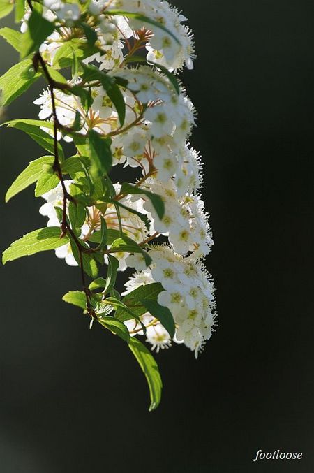 20100408_004.jpg
