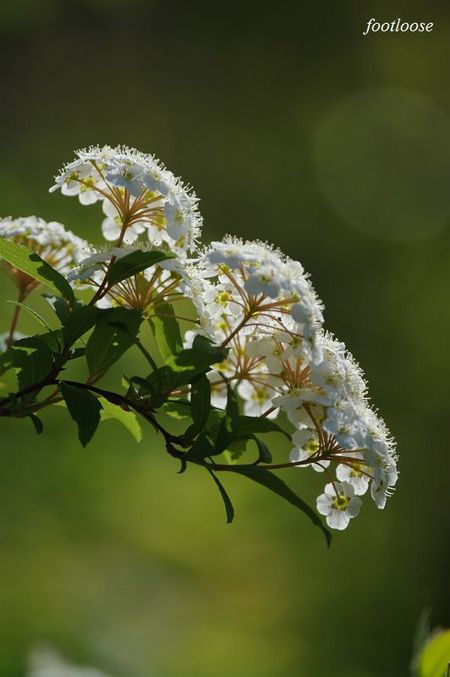 20100408_139.jpg