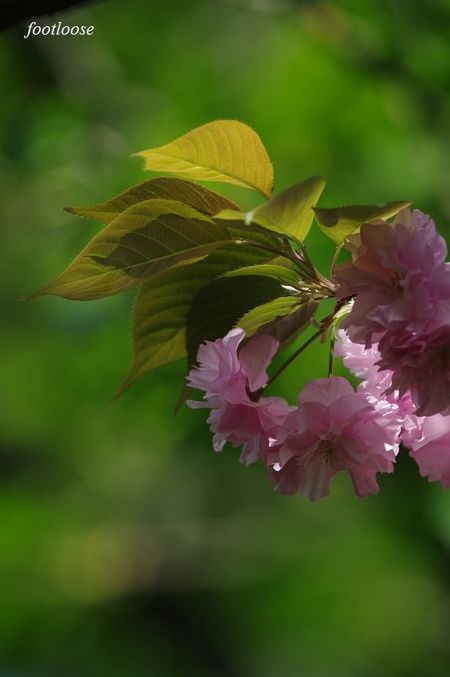 20100408_165.jpg