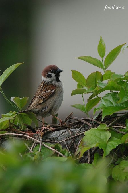 20100424_054.jpg
