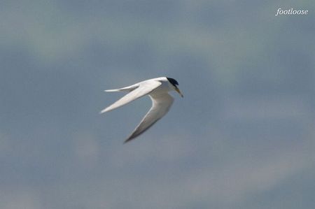 20100425_589.jpg