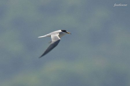 20100425_590.jpg