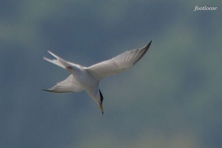 20100425_614.jpg