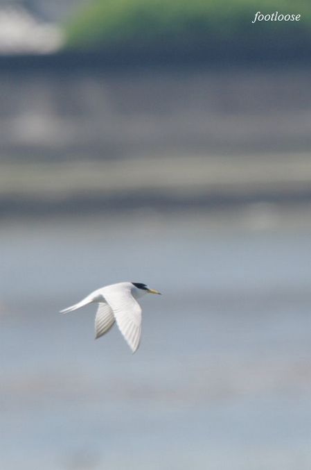 20100425_633.jpg