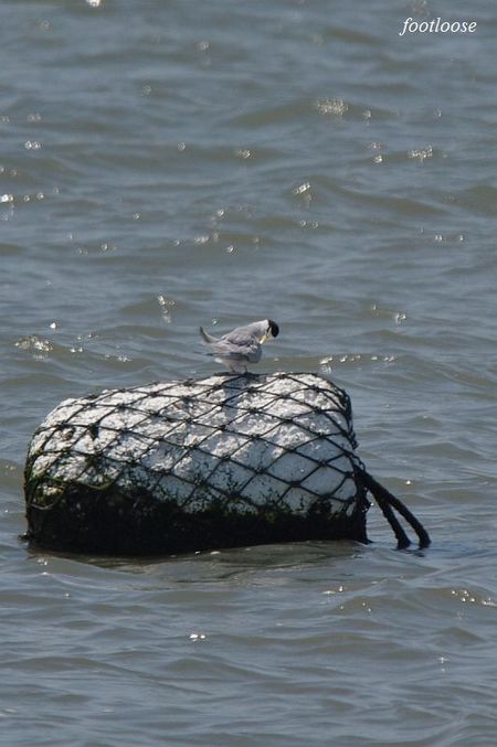 20100425_653.jpg