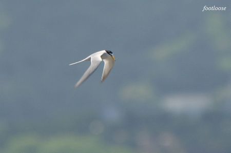20100425_735.jpg