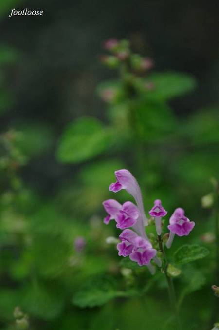 20100520_017.jpg