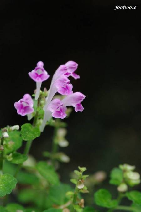 20100520_020.jpg