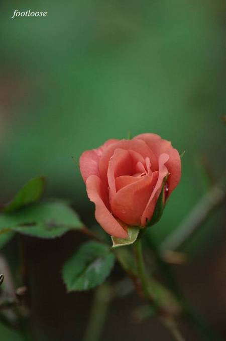 20100520_029.jpg