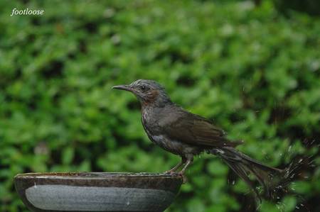 20100621_049.jpg
