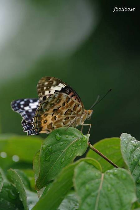 20100621_116.jpg