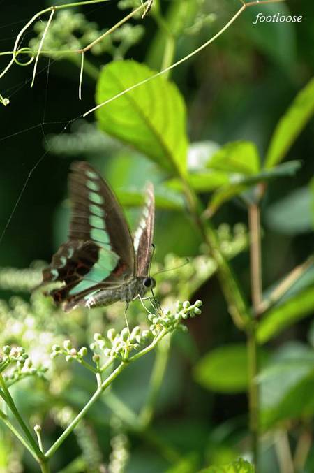 20100824_090.jpg