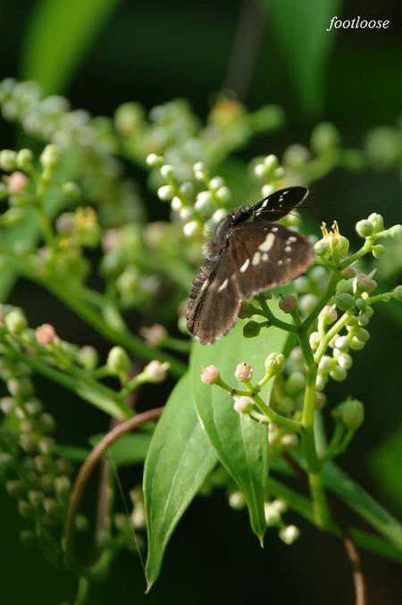 20100824_097.jpg