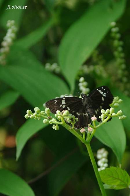 20100824_105.jpg