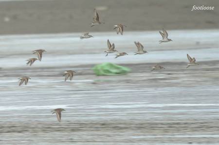 201008289_365.jpg