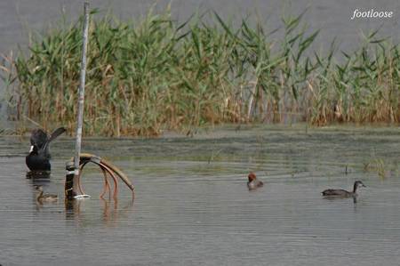 201008289_387.jpg