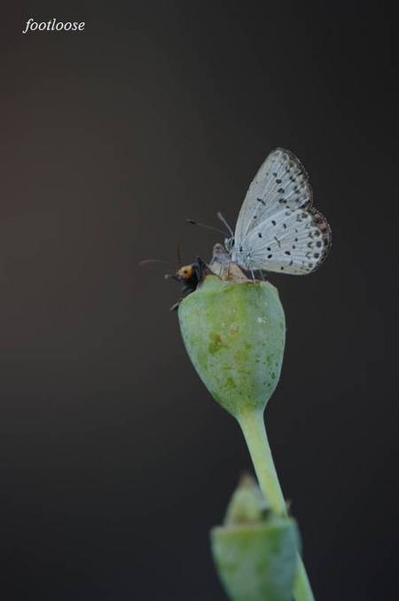 20100904_016.jpg