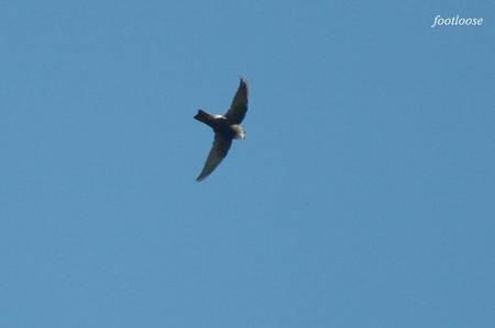 20100925_054.jpg