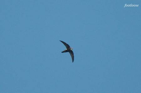 20100925_075.jpg