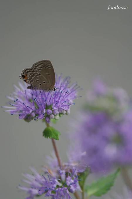 20100929_026.jpg