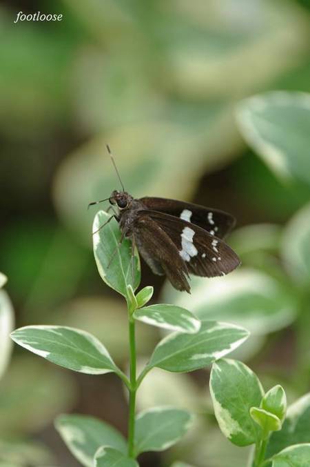 20100929_043.jpg