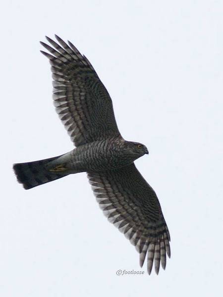 2011-01-29_101.jpg