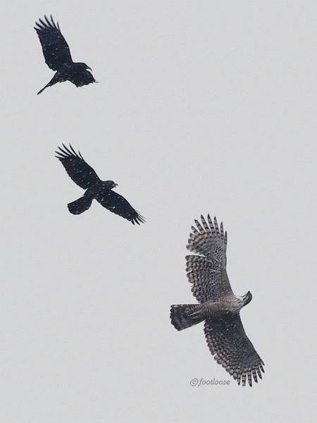 2011-01-30_354x.jpg
