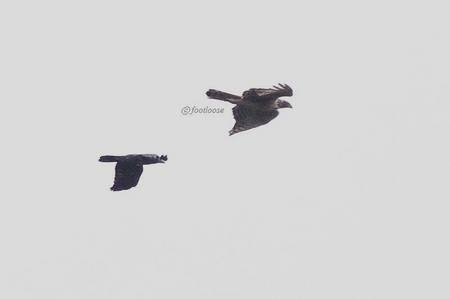 2011-01-30_367x.jpg