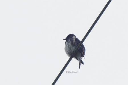 2011-05-15_051.jpg