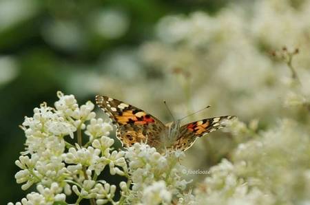 2011-05-30_077.jpg