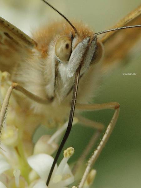 2011-05-30_106a.jpg