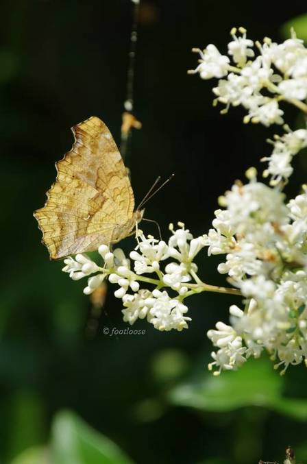2011-05-31_230.jpg