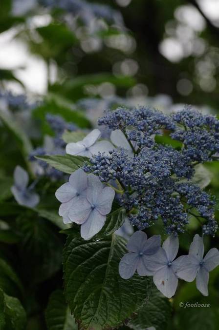 2011-06-11_006.jpg