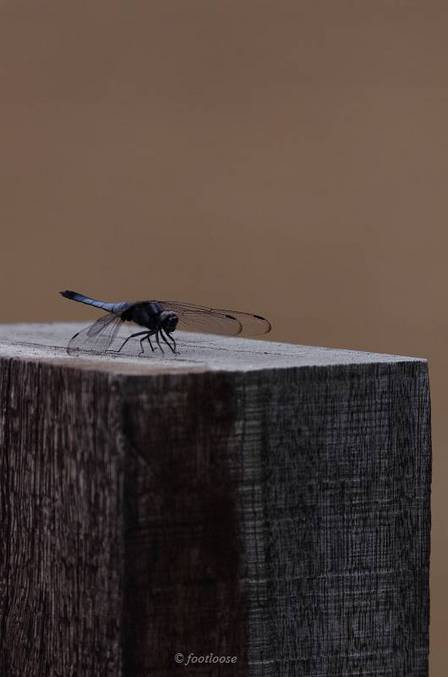 2011-06-24_007.jpg