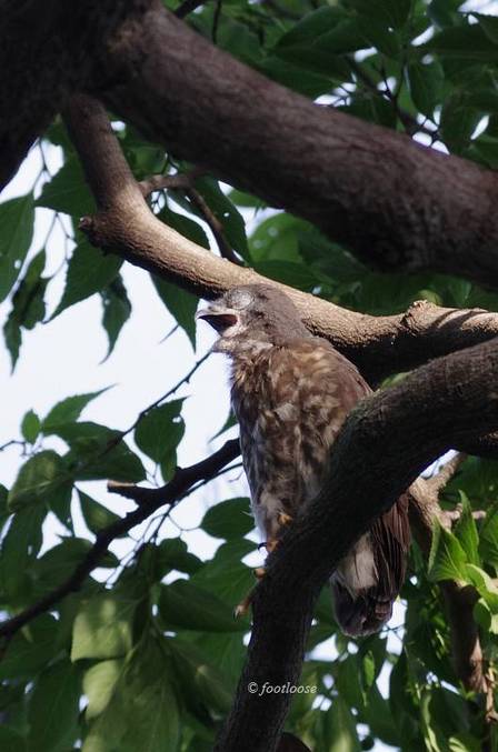 2011-07-14_248.jpg