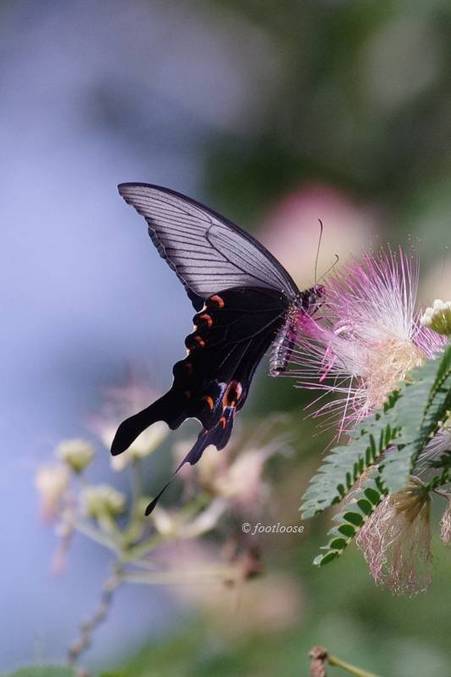 2011-07-16_144.jpg