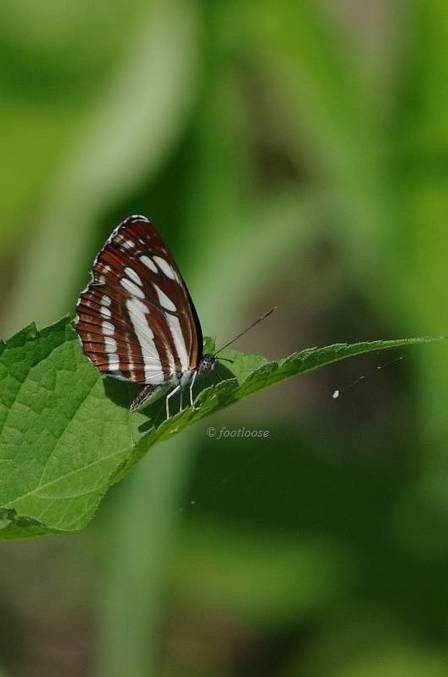 2011-07-16_367.jpg
