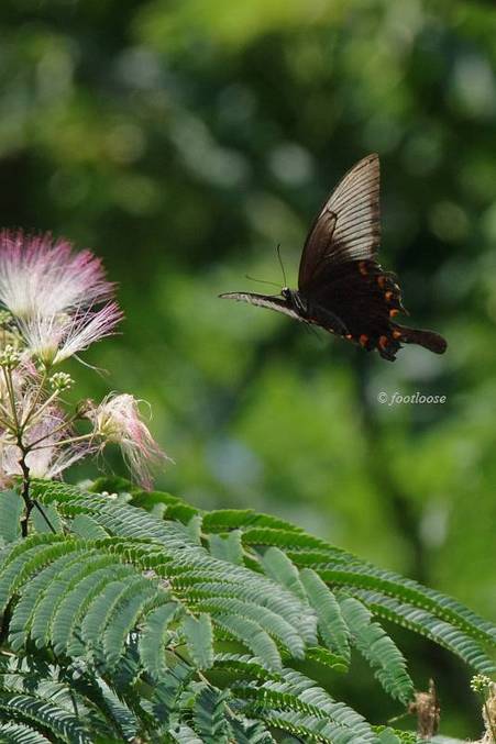 2011-07-16_455.jpg
