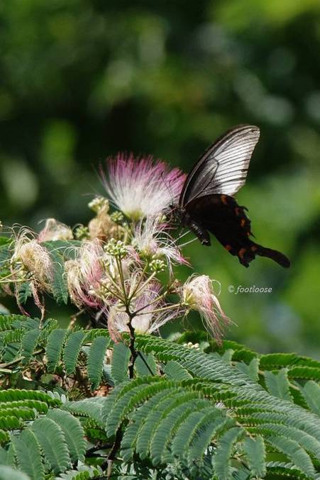 2011-07-16_458.jpg