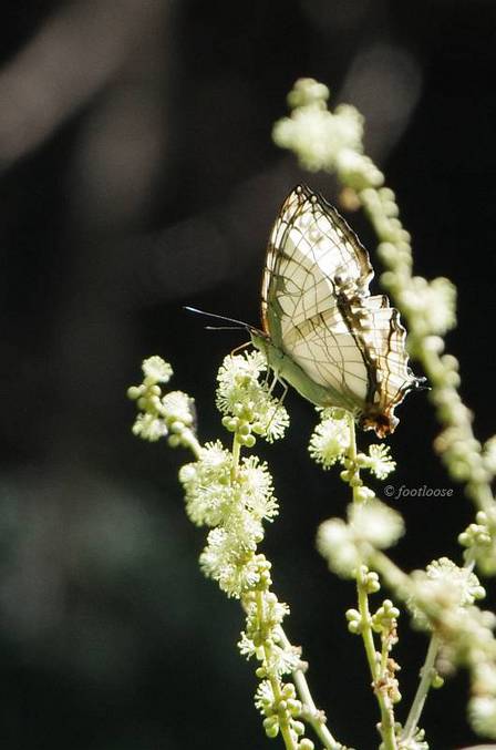 2011-07-16_550.jpg