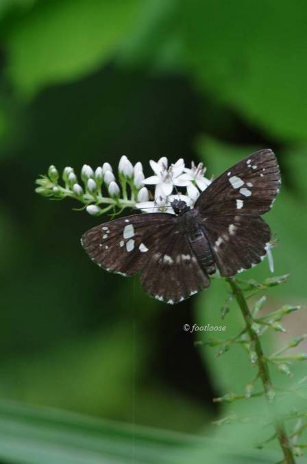 2011-07-16_661.jpg