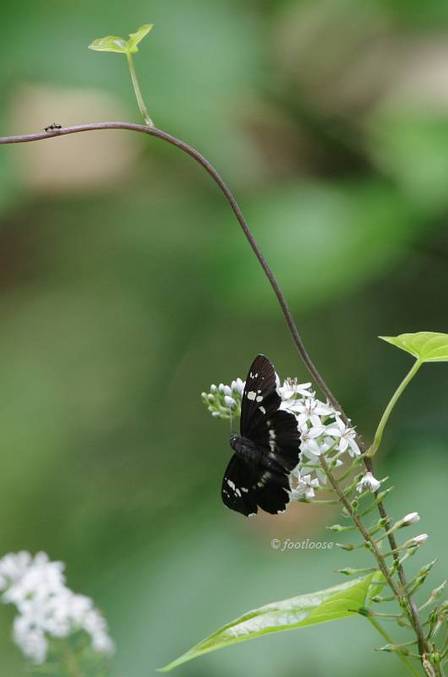 2011-07-16_668.jpg